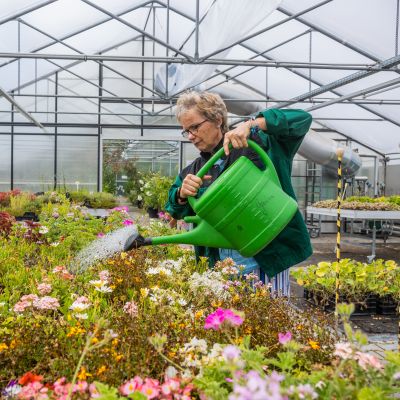 In einem Gewächshaus gießt eine Frau Blumen.